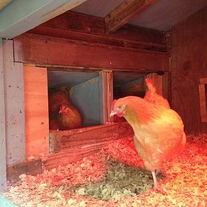 Nesting Boxes