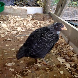 Barred Plymouth Rock