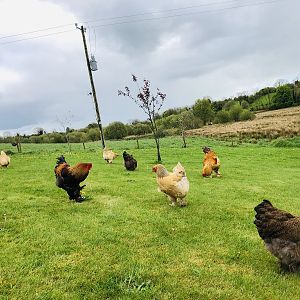 Brahma chickens free ranging