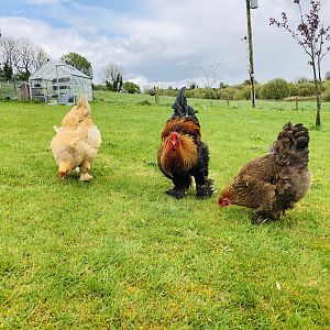 Brahma chickens free ranging