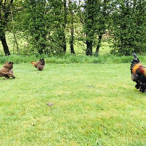 Brahma chickens free ranging