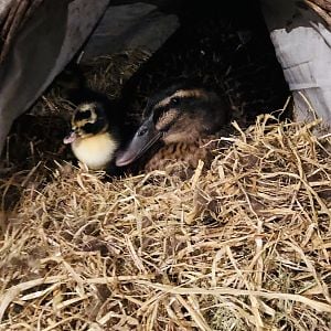 DUCKLINGS!!!