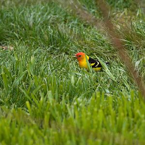 Western_tanager_X5088032_05-08-2019-001
