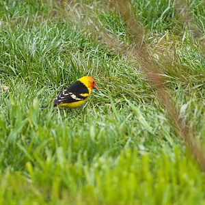 Western_tanager_X5088033_05-08-2019-001