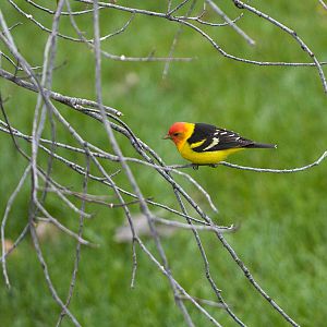 Western_tanager_X5088034_05-08-2019-001