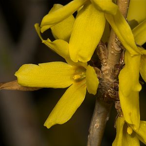 Forsythia_U4244107_04-24-2019-001