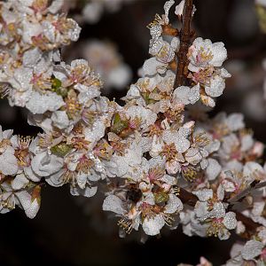 Nanking_cherry_blossom_X5078007_05-07-2019-001