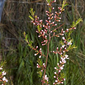 Russian_almond_X5077989_05-07-2019-001