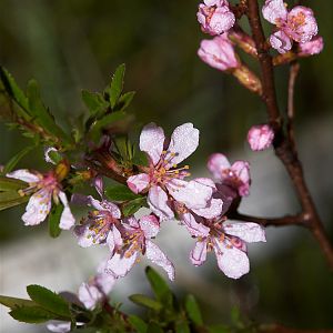 Russian_almond_X5077990_05-07-2019-001