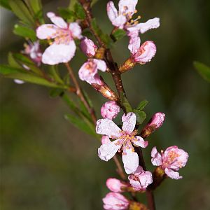 Russian_almond_X5077991_05-07-2019-001