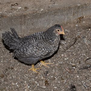 Legbar_cockerel_X5078005_05-07-2019-001