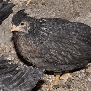 Legbar_pullet_X5078004_05-07-2019-001