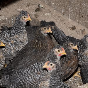 Legbars_X5077995_05-07-2019-001