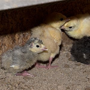 Mixed_poults_X5078000_05-07-2019-001