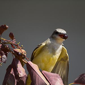 Western_kingbird_E7251104_07-25-2007-001