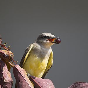 Western_kingbird_E7251105_07-25-2007-001