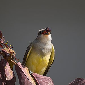Western_kingbird_E7251107_07-25-2007-001