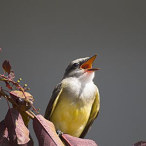 Western_kingbird_E7251108_07-25-2007-001