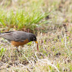 Robin_X5098044_05-09-2019-001