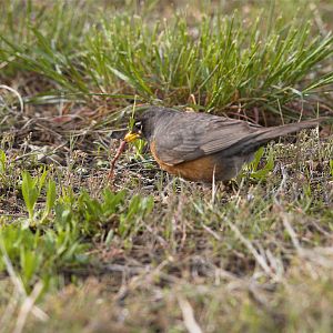 Robin_X5098046_05-09-2019-001