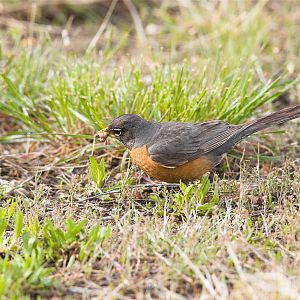 Robin_X5098047_05-09-2019-001