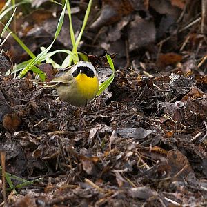 Common_yellowthroat_warbler_X5098049_05-09-2019-001