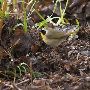 Common_yellowthroat_warbler_X5098050_05-09-2019-001