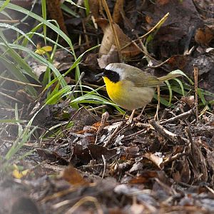 Common_yellowthroat_warbler_X5098051_05-09-2019-001