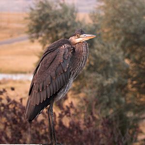 Great_blue_heron_X9174210_09-17-2015-001