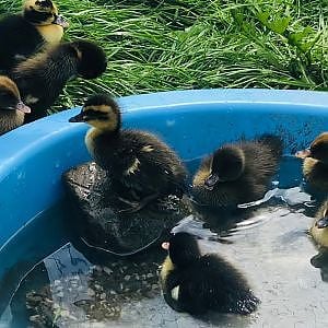 Ducklings