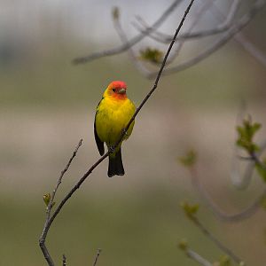 Western_tanager_X5098077_05-09-2019-001