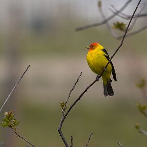 Western_tanager_X5098078_05-09-2019-001