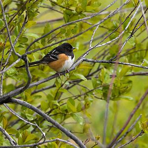 Spotted_towhee_X5098067_05-09-2019-001