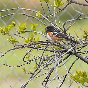 Spotted_towhee_X5098070_05-09-2019-001