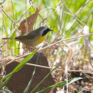 Common_yellowthroat_warbler_X5108087_05-10-2019-001