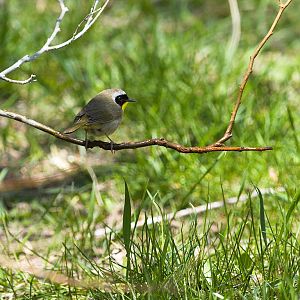 Common_yellowthroat_warbler_X5108103_05-10-2019-001