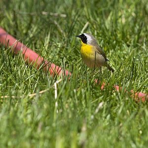 Common_yellowthroat_warbler_X5108117_05-10-2019-001