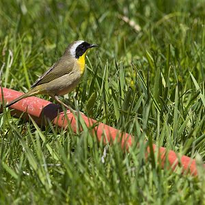Common_yellowthroat_warbler_X5108119_05-10-2019-001