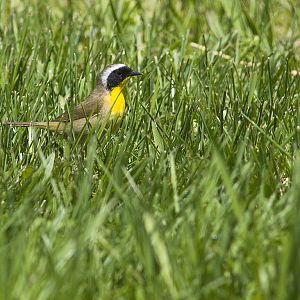 Common_yellowthroat_warbler_X5108125_05-10-2019-001