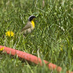 Common_yellowthroat_warbler_X5108129_05-10-2019-001