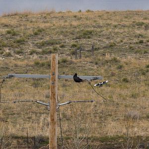 Magpie_raven_X5118132_05-11-2019-001
