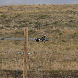 Magpie_raven_X5118133_05-11-2019-001