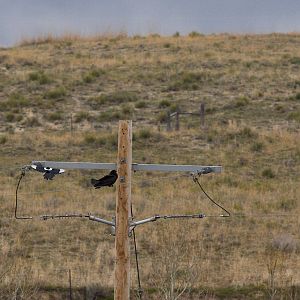 Magpie_raven_X5118138_05-11-2019-001