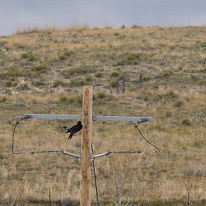 Magpie_raven_X5118140_05-11-2019-001