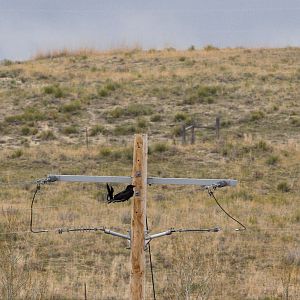 Magpie_raven_X5118141_05-11-2019-001