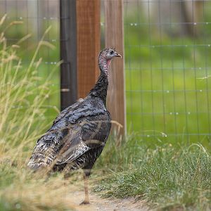 Wild_turkey_hen_X5118145_05-11-2019-001