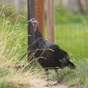Wild_turkey_hen_X5118147_05-11-2019-001