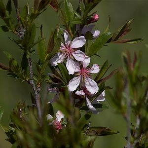 Russian_almond_X5138179_05-13-2019-001