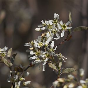 Serviceberry_blossoms_X5138160_05-13-2019-001
