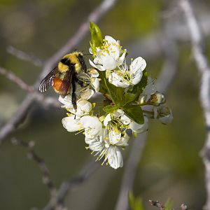 Bumblebee_X5138162_05-13-2019-001